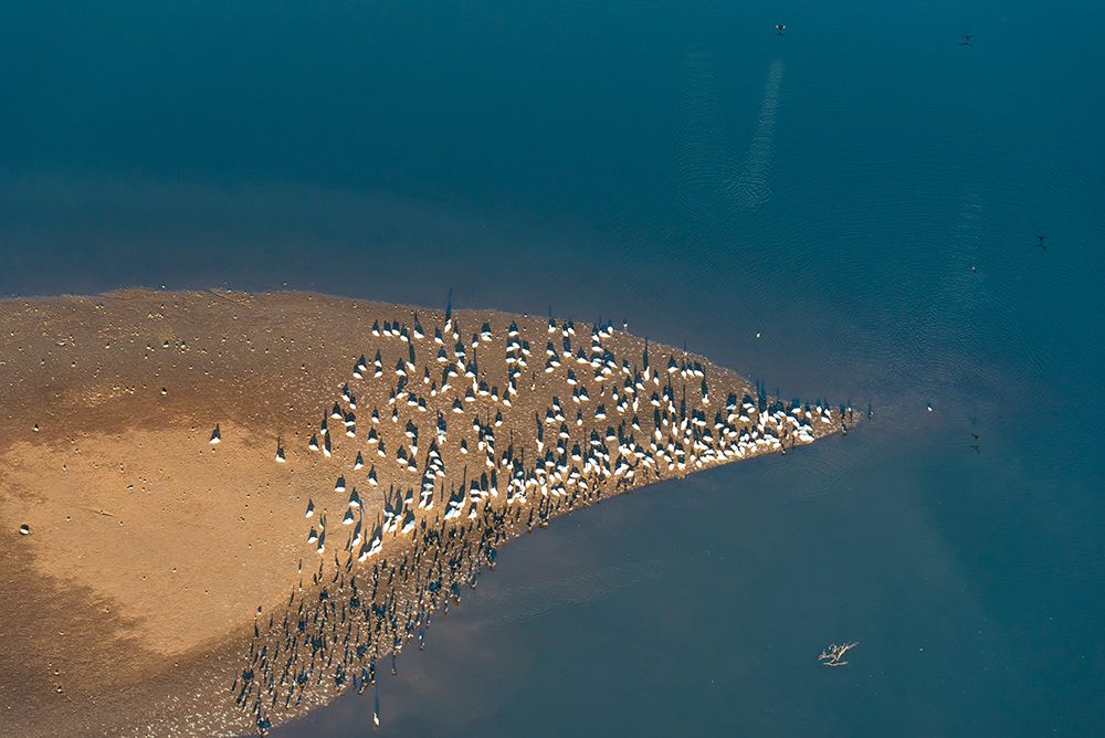 USA-Tennessee White pelicans and cormorants creating patterns